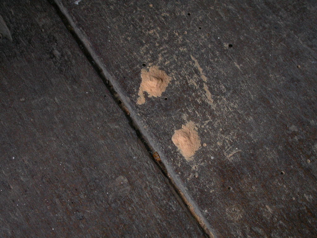 Dark wood is shown with very small holes in it about the size of the tip of a pencil. Next to the holes is light tan powderpost beetle frass. 