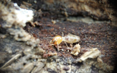 How Do I Know If I Have Drywood Termites?