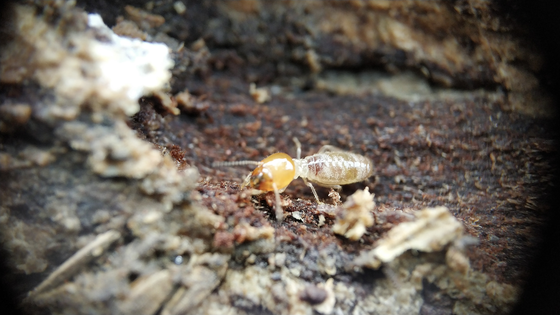 A single drywood termite is shown feasting on a piece of wood.