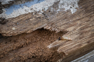 Close up of a piece of termite damaged wood. There is a single drywood termite shown with frass.