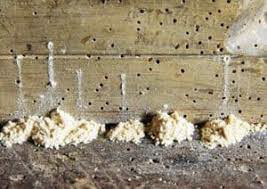 A piece of wood is shown with several tiny holes left by powderpost beetles. Below several of the holes on the ground is mounds of frass.