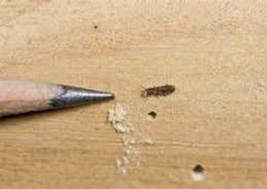 A closeup of a piece of wood is shown with a couple small holes in it left by a powderpost beetle. The tip of a pencil is shown pointing to a small powderpost beetle.