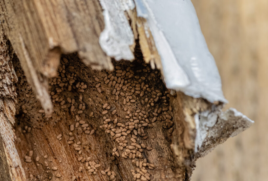 Drywood termite frass is shown in a rotted piece of wood. The frass is tan in color and very small.