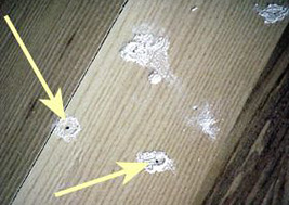 A closeup of a piece of wood with four holes shown made by powderpost beetles. Beside each hole is a light colored mound of frass.