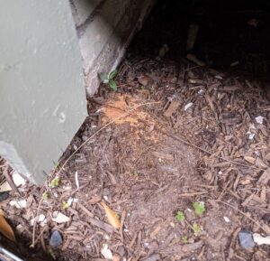 Drywood termite frass on the ground of the exterior of a home next to wood framing and brick