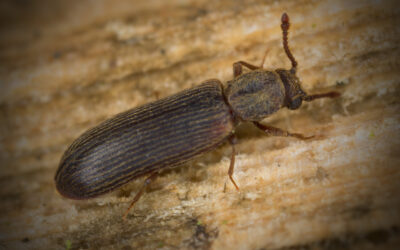 Protecting Your Home from Powderpost Beetles: Identification, Damage, and Treatment Solutions