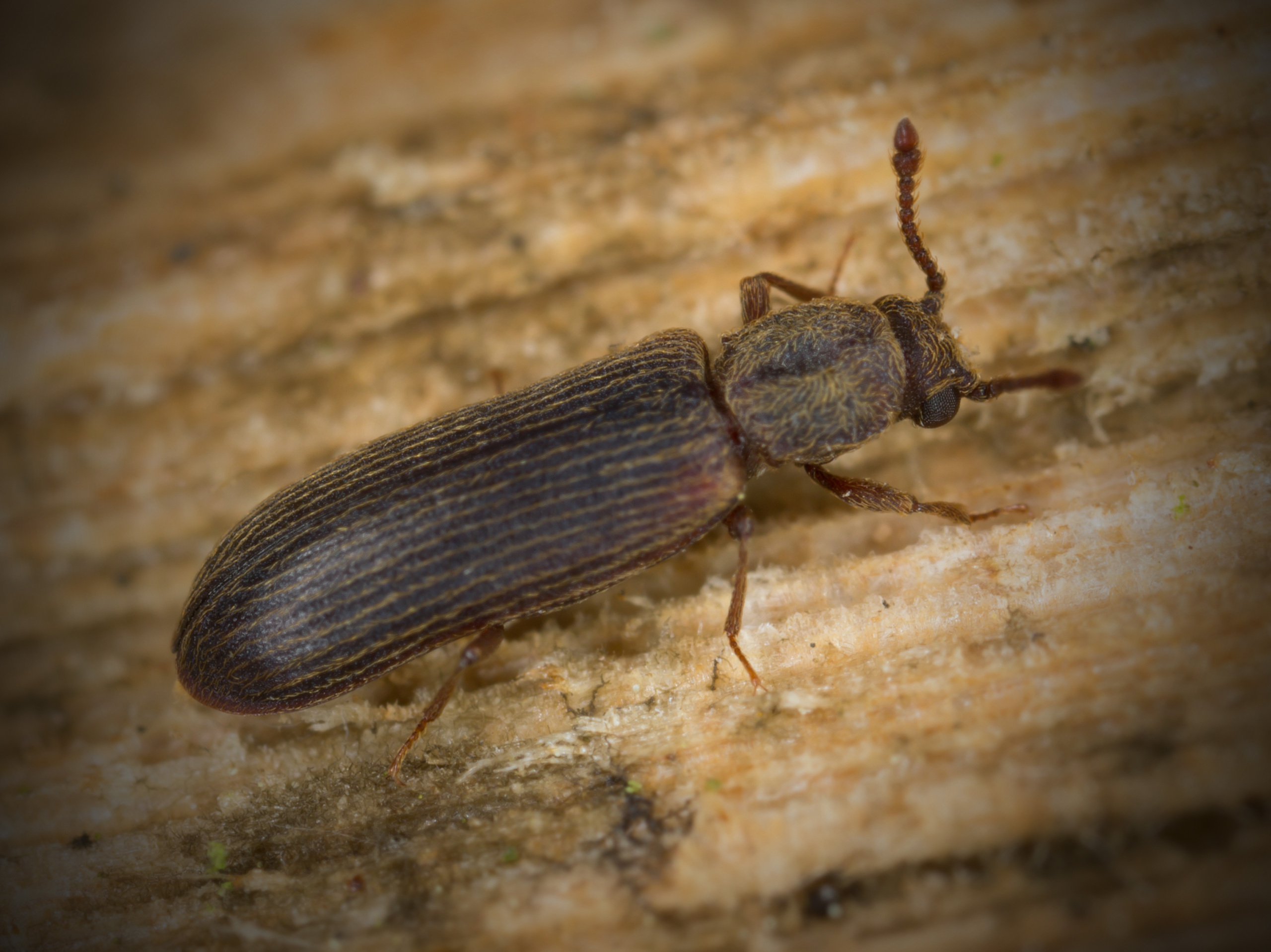 Adult powderpost beetle resting on a wood surface