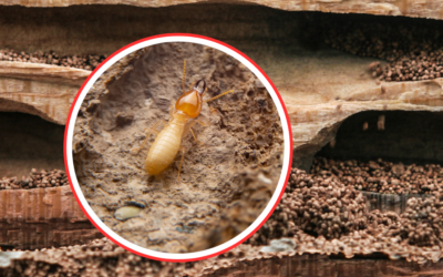 Understanding Water Damage vs. Drywood Termite Damage