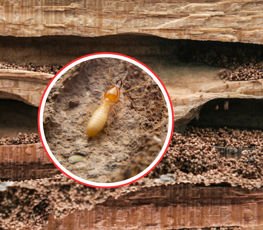 Picture of wood showing channels where drywood termites have eaten the wood. Also pictured, in a circle, is a closeup of a termite.